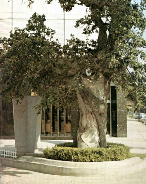 Muster Oak-1969